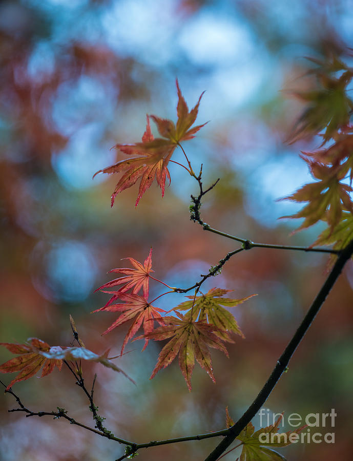 Leaves Photograph - Delicate Signs of Autumn by Mike Reid