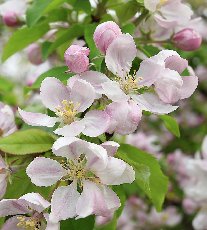 Delicate Soft Pink Apple Blossom Photograph by Gill Billington