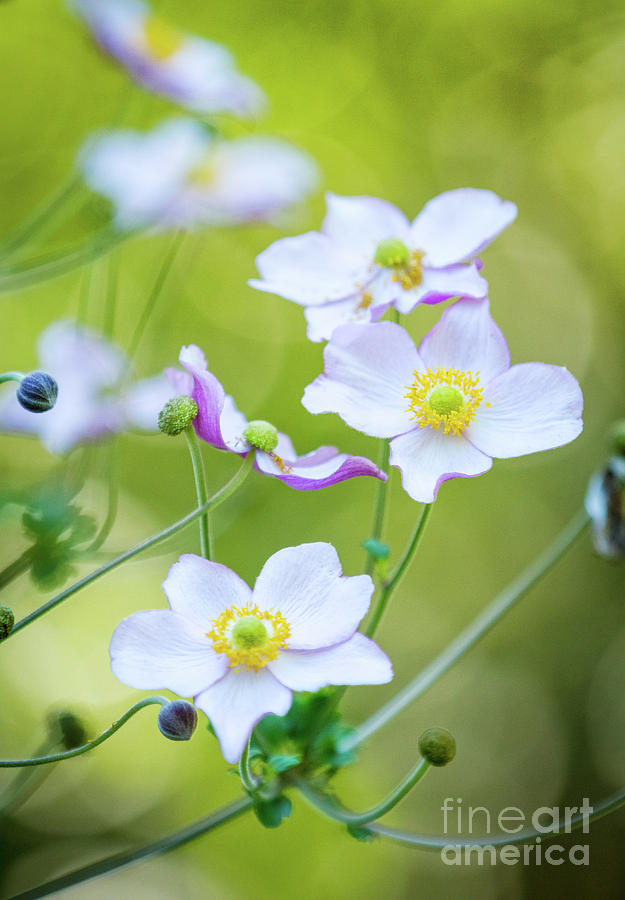 Delicate Spring Anemone Photograph by Karen Jorstad