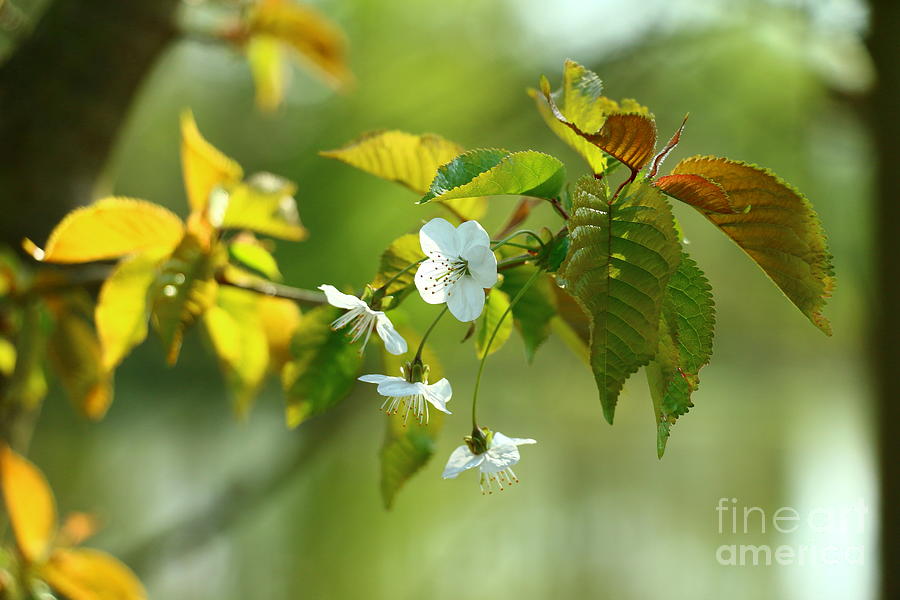 Delicate Spring Blossoms Photograph by Christiane Schulze Art And Photography