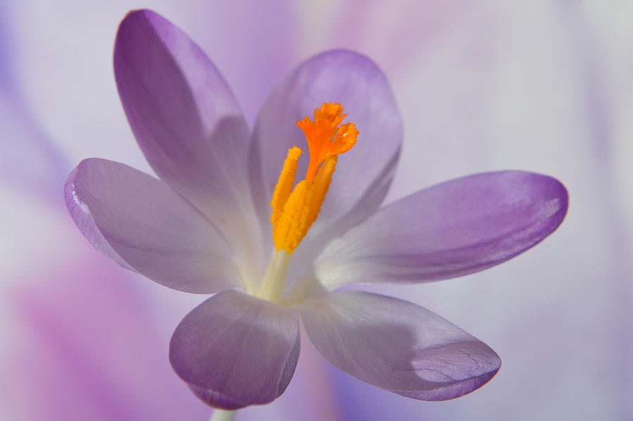 Delicate Spring Crocus. Photograph by Terence Davis