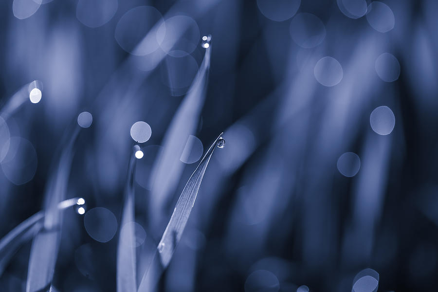 Nature Photograph - Delicate Sprinkles in Blue by Rachel Cohen