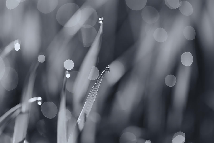 Delicate Sprinkles mono Photograph by Rachel Cohen