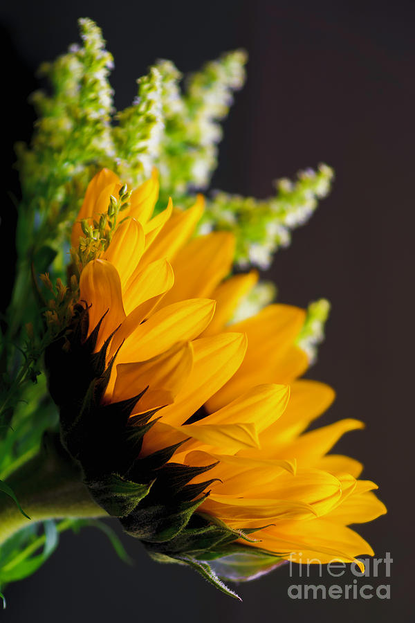 Delicate Sunflower Photograph by Joe Geraci