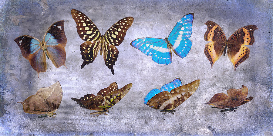 Butterfly Digital Art - Delicate Tranquility by Betsy Knapp