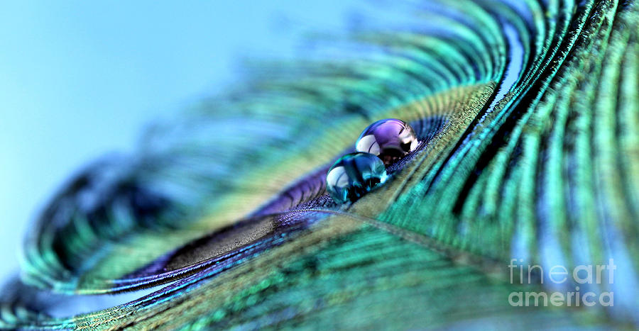 Peacock Photograph - Delicate Treasure by Krissy Katsimbras