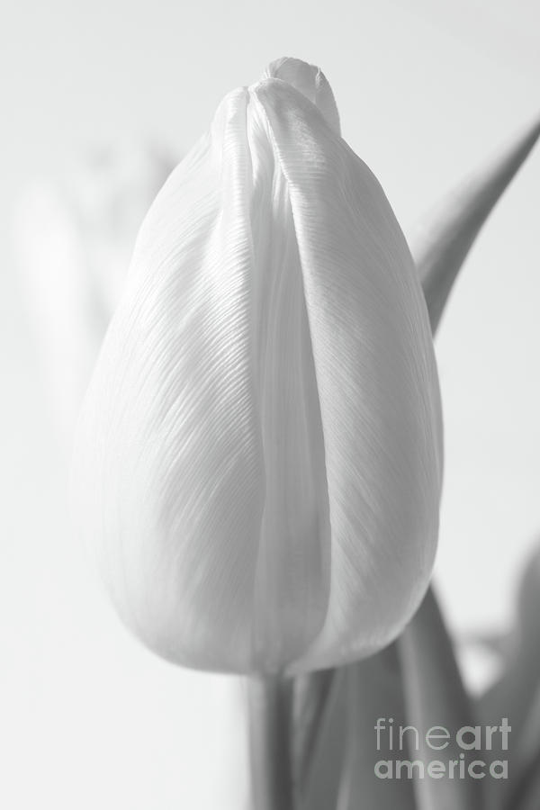Delicate Tulip Photograph by Anita Oakley