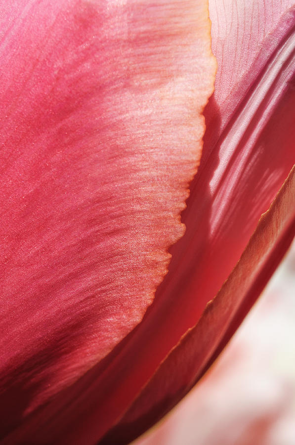 Delicate tulip Photograph by Marcus Karlsson Sall