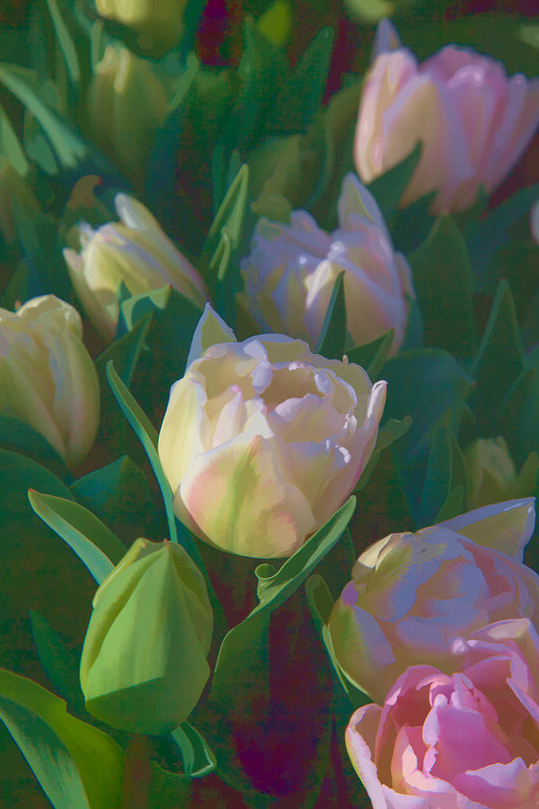 Delicate Tulips Photograph by Judy Wright Lott