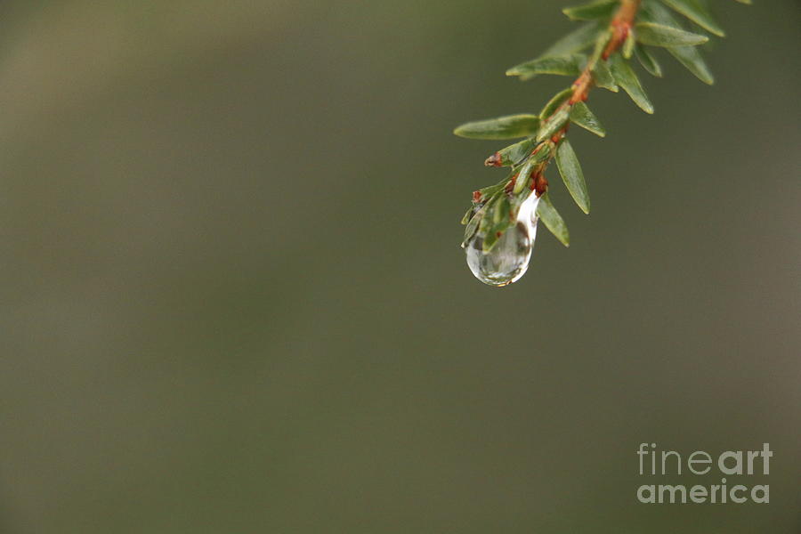 Delicate Water Drop Photograph by Elizabeth Dow