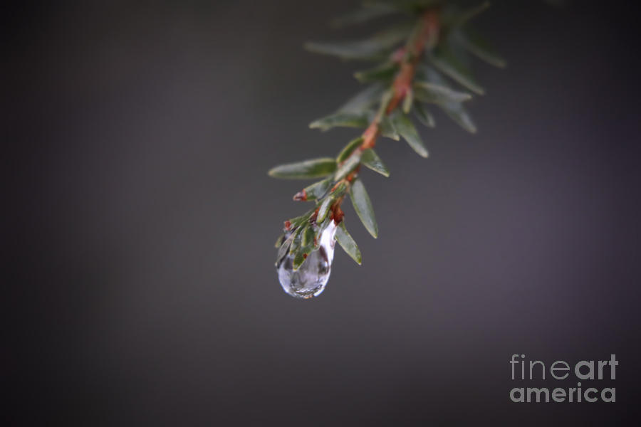 Delicate Water Drop Vignette Photograph by Elizabeth Dow