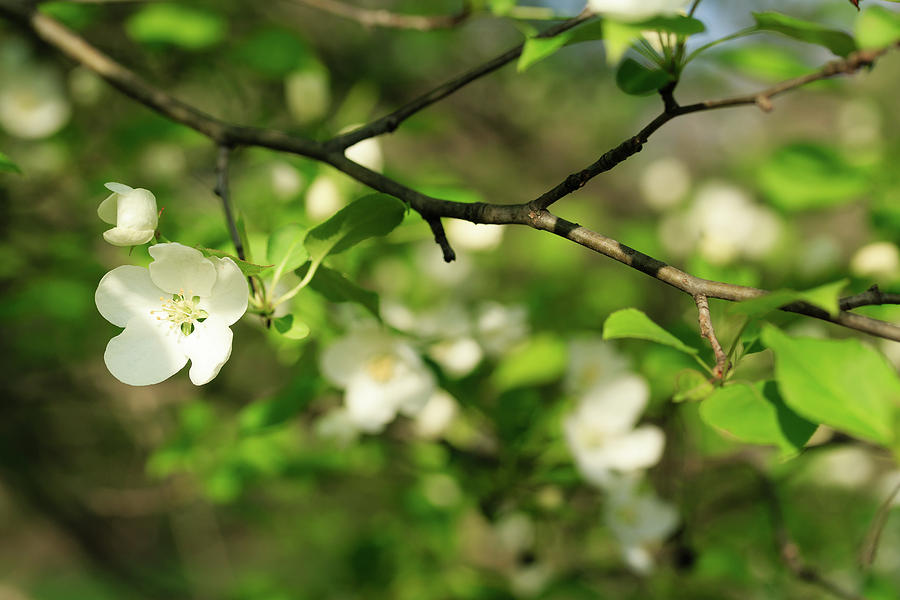 Delicate White Blossoms in Spring Photograph by Joni Eskridge