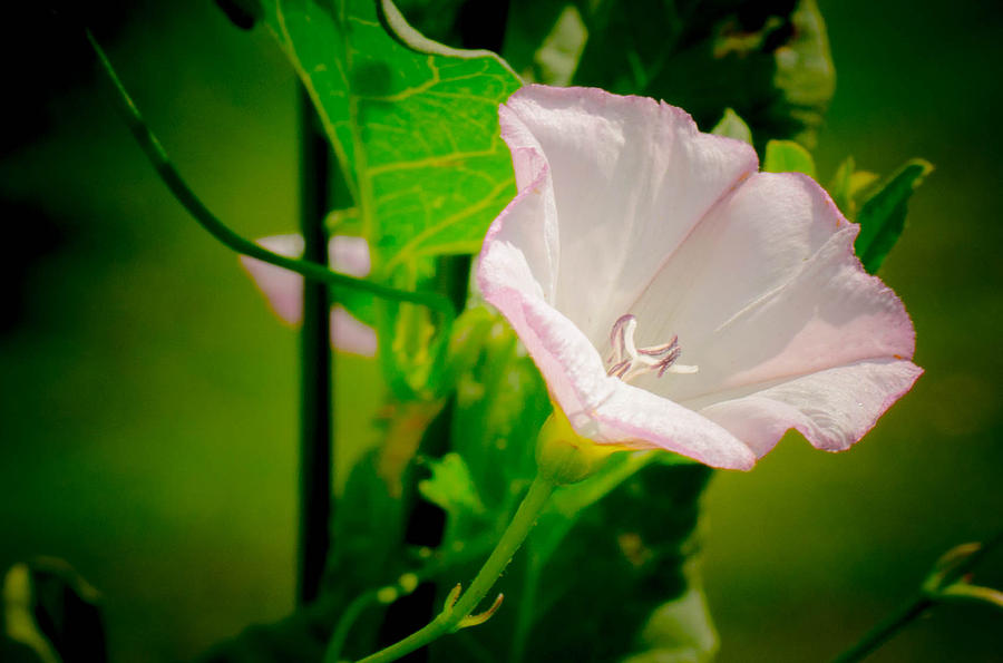 Delicate White Flower Photograph by Bruce Pritchett