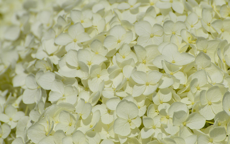 Delicate White Hydrangea  Photograph by Lyle Crump