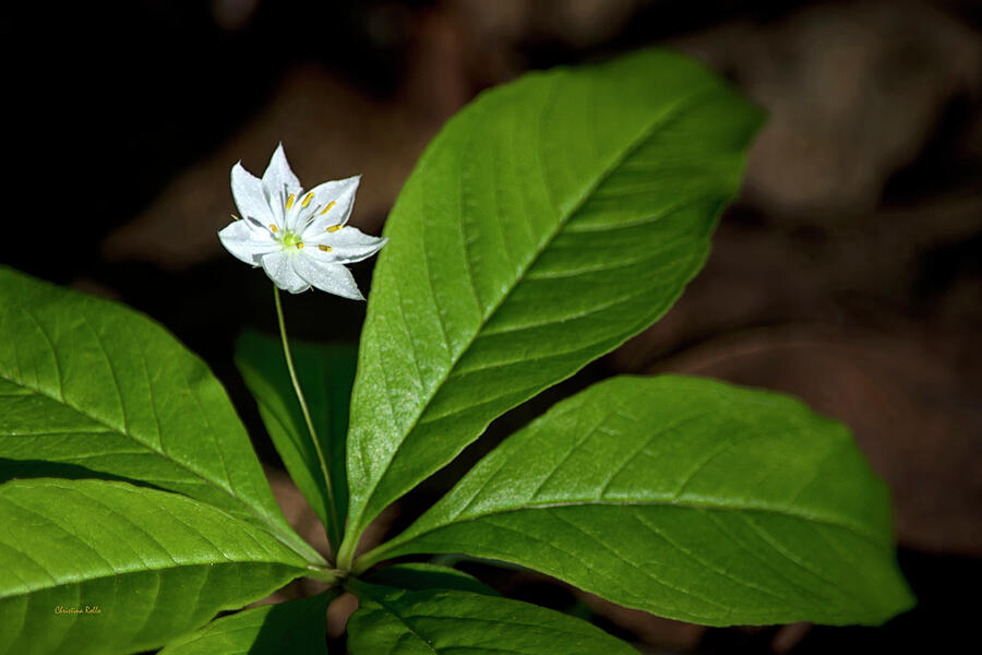 Nature Photograph - Delicate White Starflower by Christina Rollo