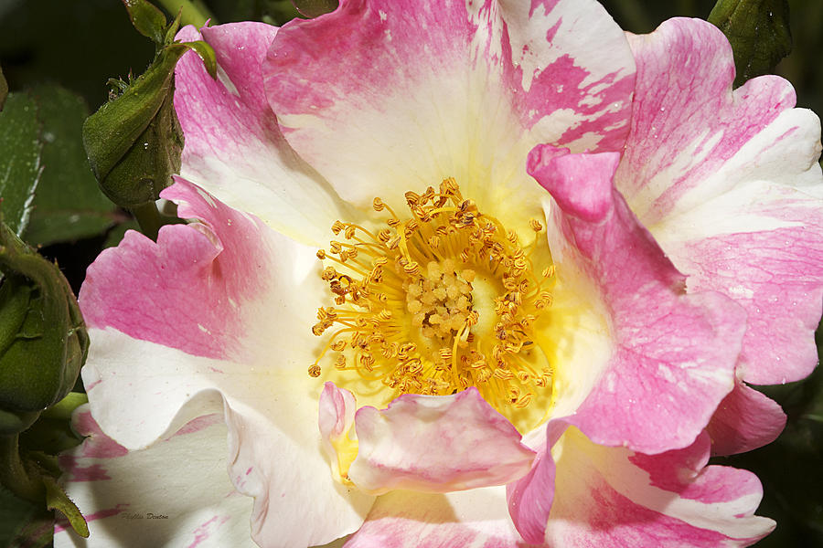 Delicate Wild Rose Photograph by Phyllis Denton