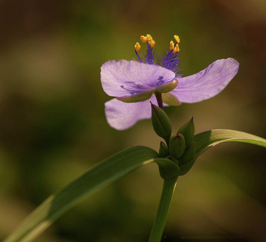 Delicate wildflower Photograph by Carolyn DAlessandro