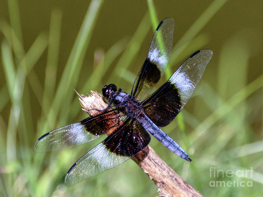 Delicate Wings of a Dragonfly Photograph by Kerri Farley