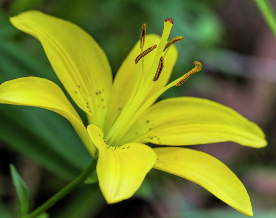 Delicate Yellow Oriental Lily Photograph by Kathy Clark