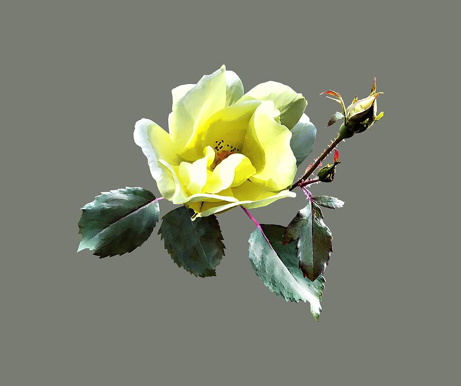 Delicate Yellow Rose Photograph by Susan Savad