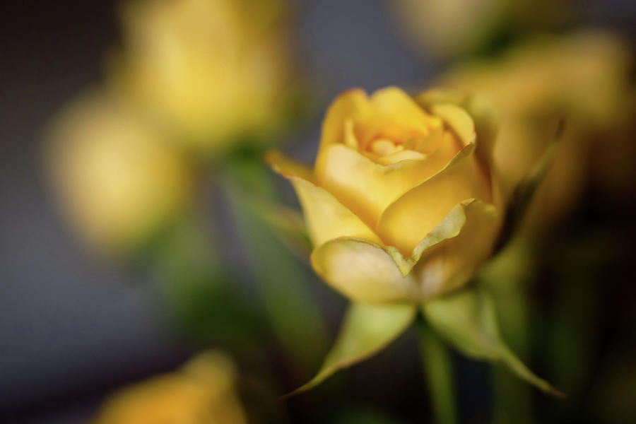 Delicate Yellow Rose  Photograph by Terry DeLuco