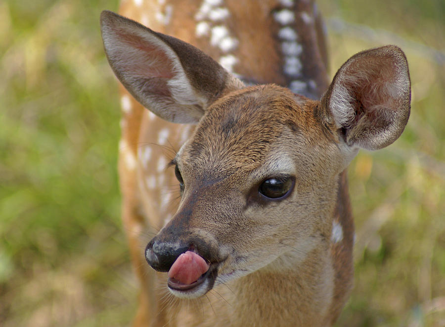 Delicious Deer Photograph by Heather Coen