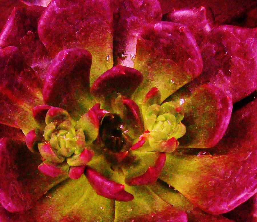 Delicious Rasberry Succulence Photograph by Sharon Ackley