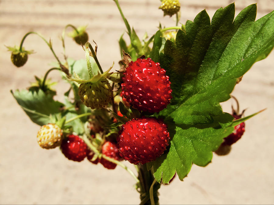 Delicious Wild Strawberry Photograph