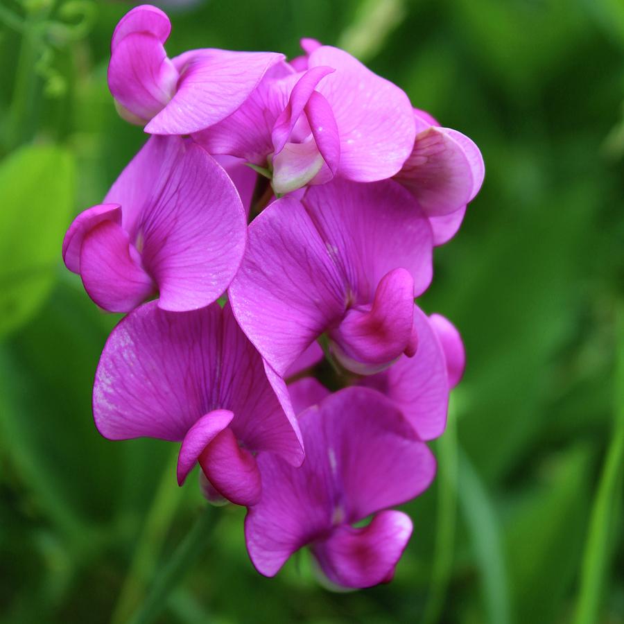 Delicious Wild Sweet Pea Photograph by M E