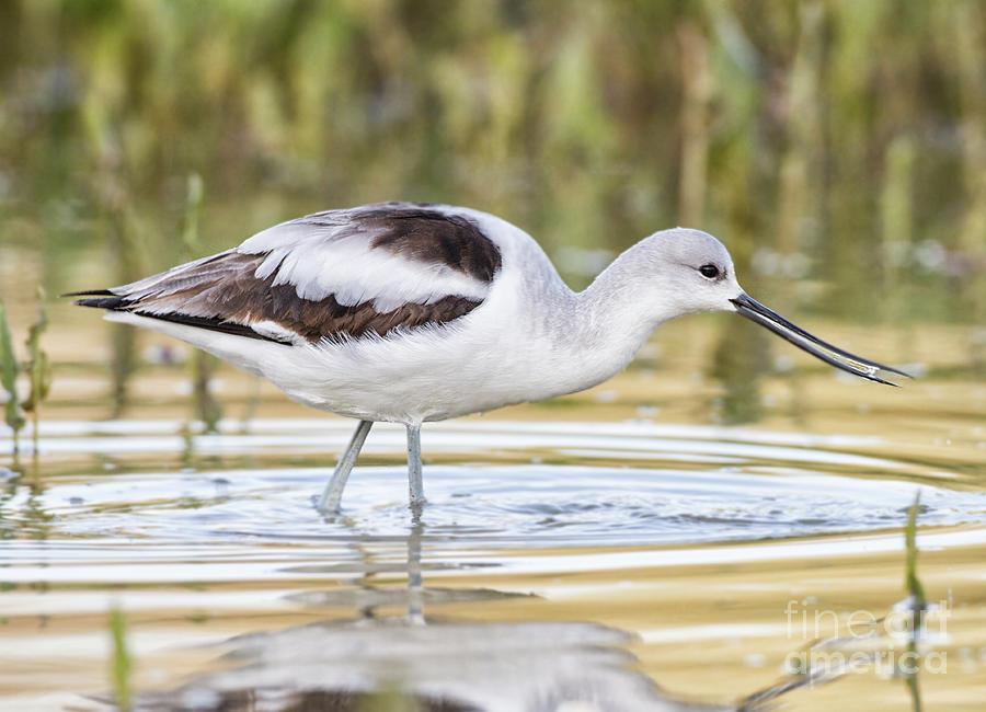 A delightful Avocet Photograph by Ruth Jolly