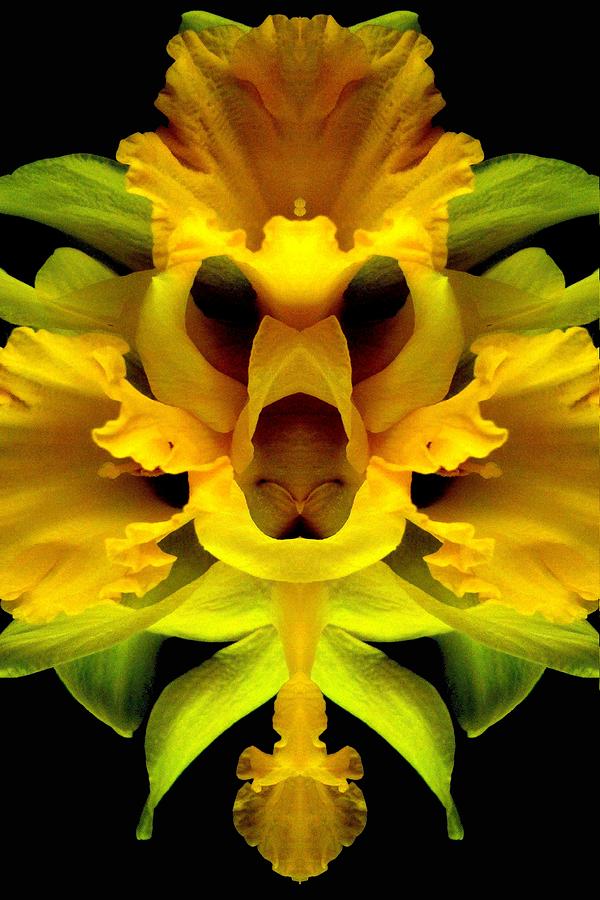 Flower Photograph - Delightful Daffodil by Marianne Dow
