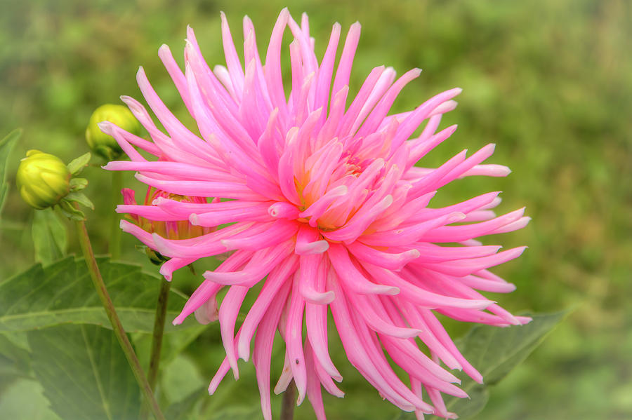 Delightful Dahlia 0648 Photograph by Kristina Rinell