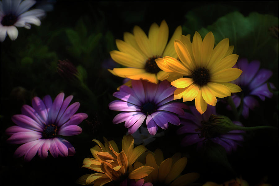 Delightful Daisies Photograph by Robin Webster