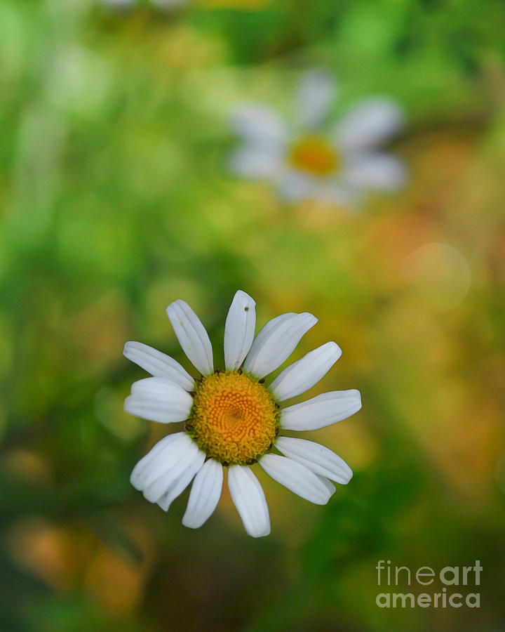 Daisy Photograph - Delightful Daisy by Kerri Farley