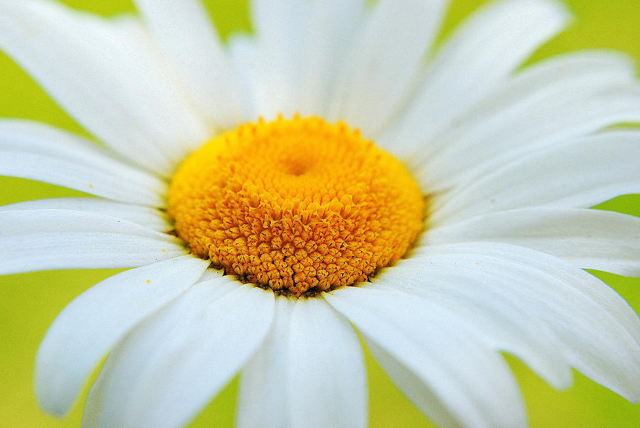 Delightful Daisy Photograph by Frozen in Time Fine Art Photography