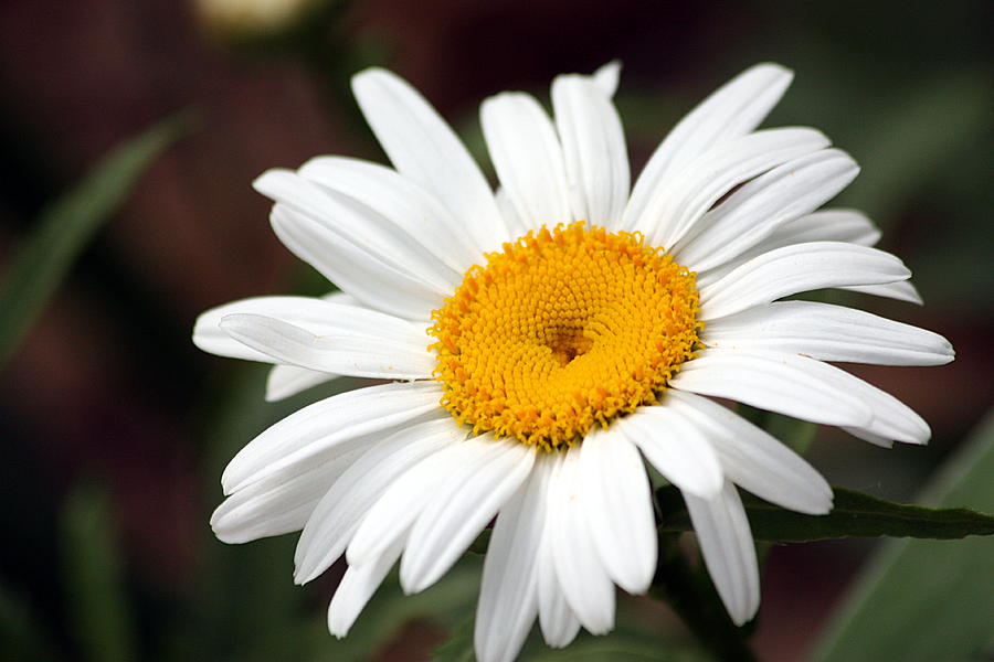 Delightful Daisy Photograph by Sheila Brown