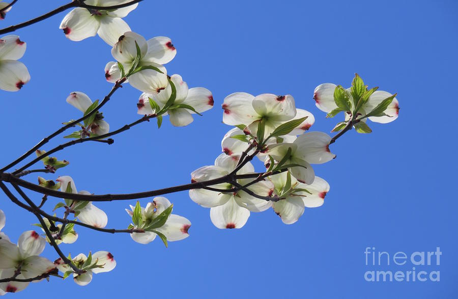 Delightful Dogwood Photograph by Beth Myer Photography