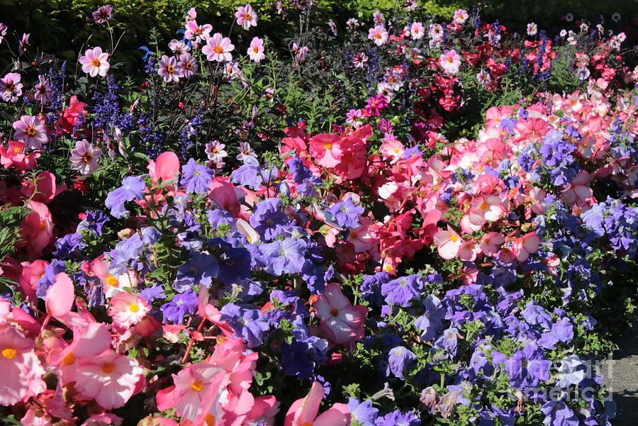 Delightful Flower Garden Photograph by Carol Groenen