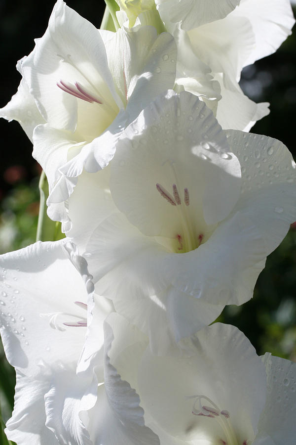 Delightful Gladiolus Photograph by Tammy Pool