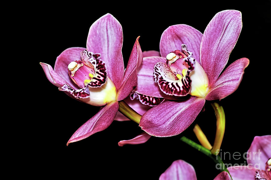 Orchid Photograph - Delightful Orchid by Kaye Menner
