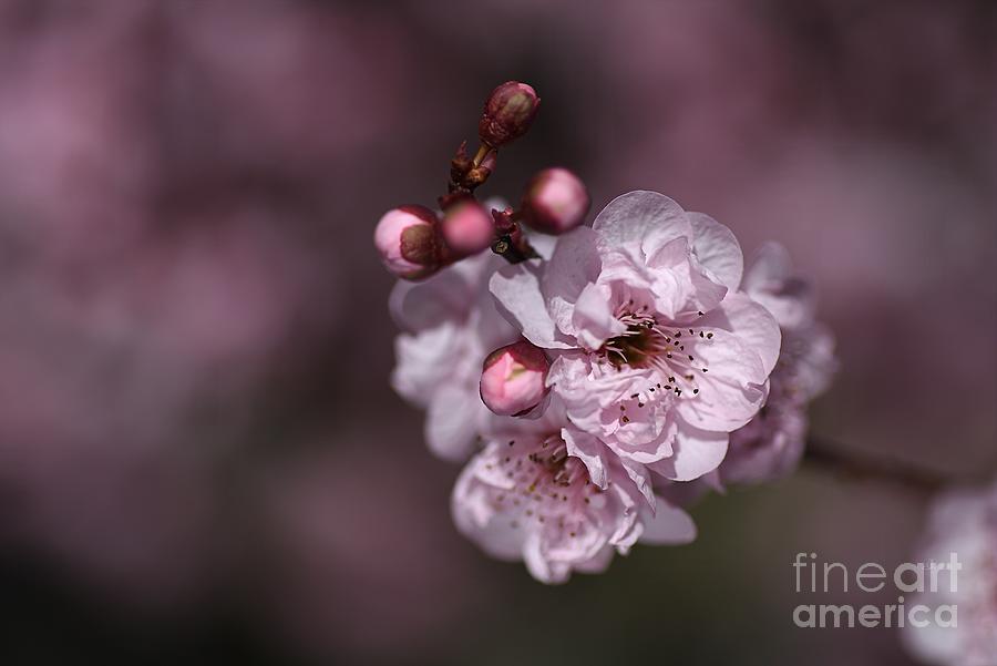 Nature Photograph - Delightful Pink Prunus Flowers by Joy Watson