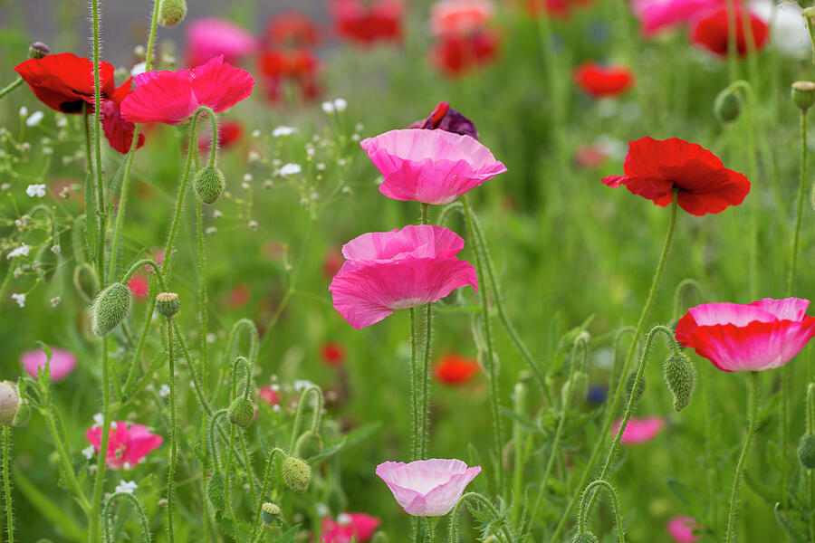 Delightful spring poppies Photograph by Lynn Hopwood