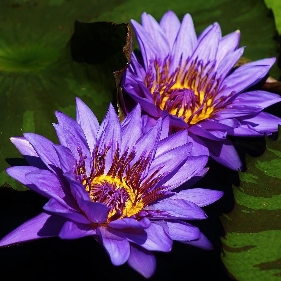 Delightful Violet Water Lilies Photograph by Bruce Bley