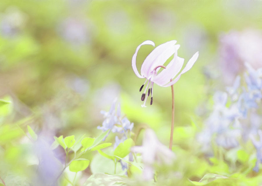 Nature Digital Art - Delights Of A Spring Field by Georgiana Romanovna