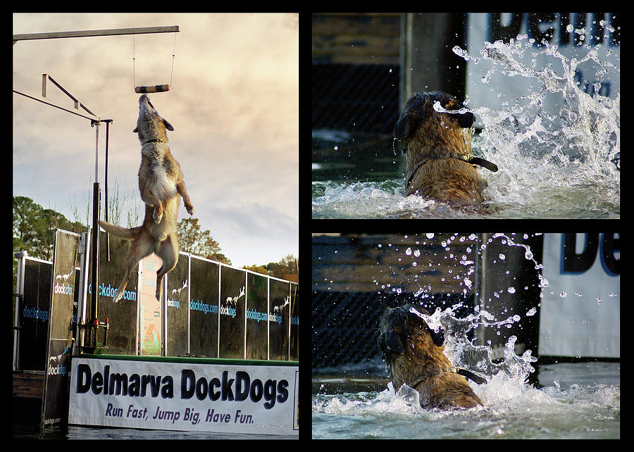 Delmarva DockDogs - Collage Photograph by Brian Wallace