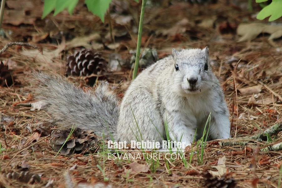 Delmarva Fox Squirrel Photograph - Delmarva Fox Squirrel 3809 by Captain Debbie Ritter Delmarva Fox Squirrel Photograph - Delmarva Fox Squirrel 3809 by Captain Debbie Ritter