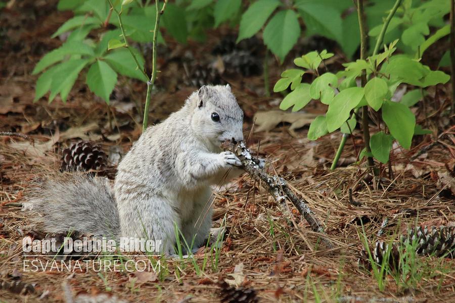 Delmarva Fox Squirrel Photograph - Delmarva Fox Squirrel by Captain Debbie Ritter Delmarva Fox Squirrel Photograph - Delmarva Fox Squirrel by Captain Debbie Ritter