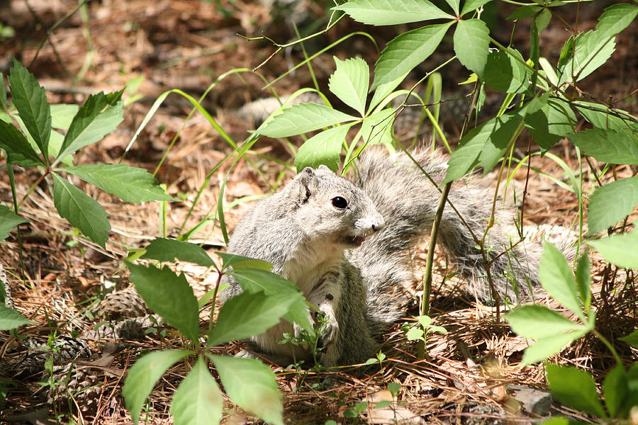 Delmarva Fox Squirrel - Local Rock Star Photograph by Captain Debbie Ritter