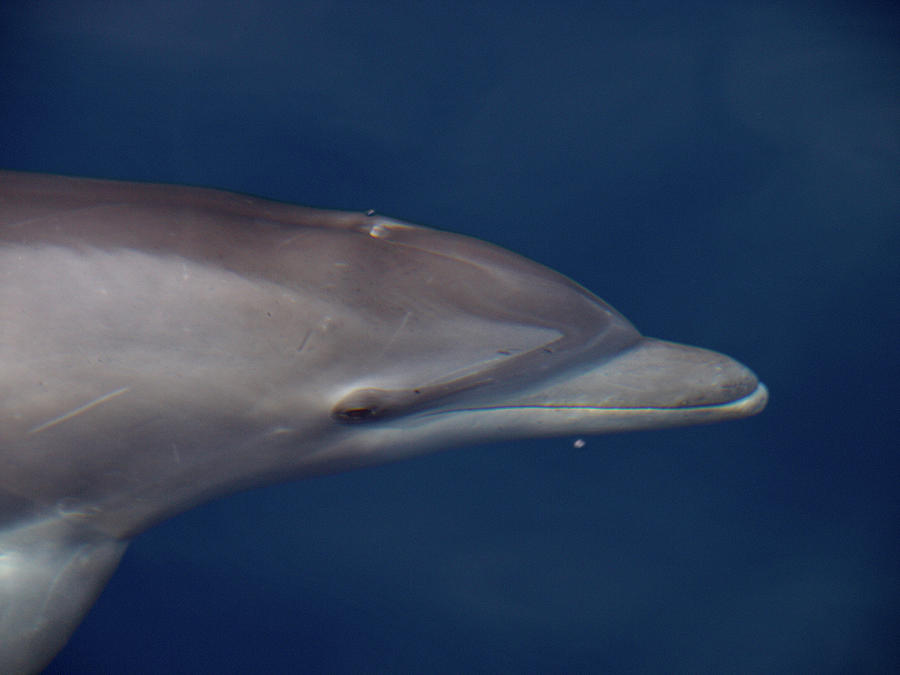 Delphin 5 Photograph by Jouko Lehto