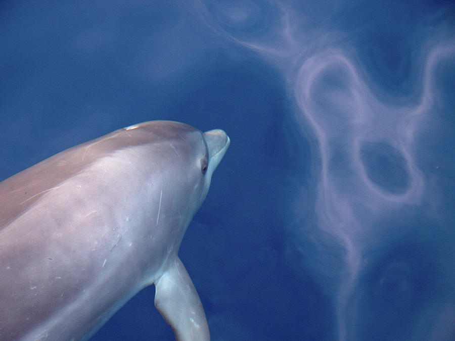 Delphin 6 Photograph by Jouko Lehto